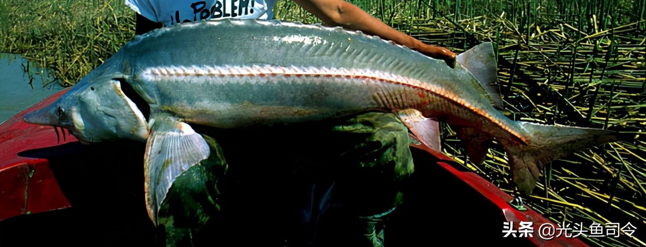 钓鱼钓到保护鱼种放了违法吗,钓鱼犯法的鱼类有哪些种类