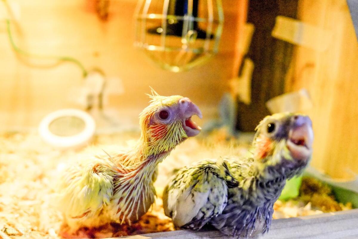 黄桃鹦鹉雏鸟积食怎么办,玄凤鹦鹉雏鸟容易积食