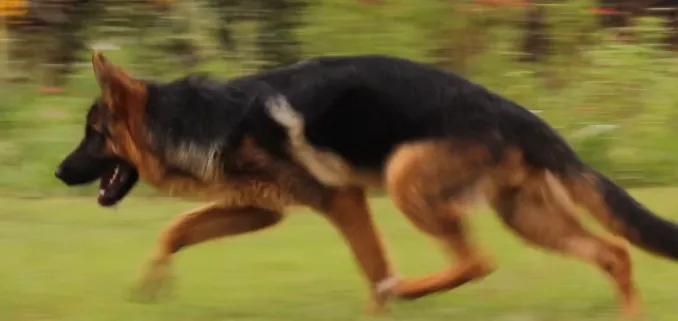 德国牧羊犬怀孕43天吃什么,德国牧羊犬幼崽怎么喂养