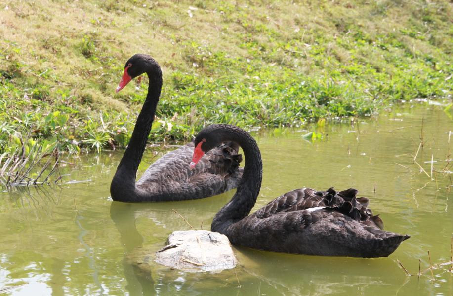 品牌调研┃清晰品牌管理“路线图”铸就中广核品牌特质走向世界