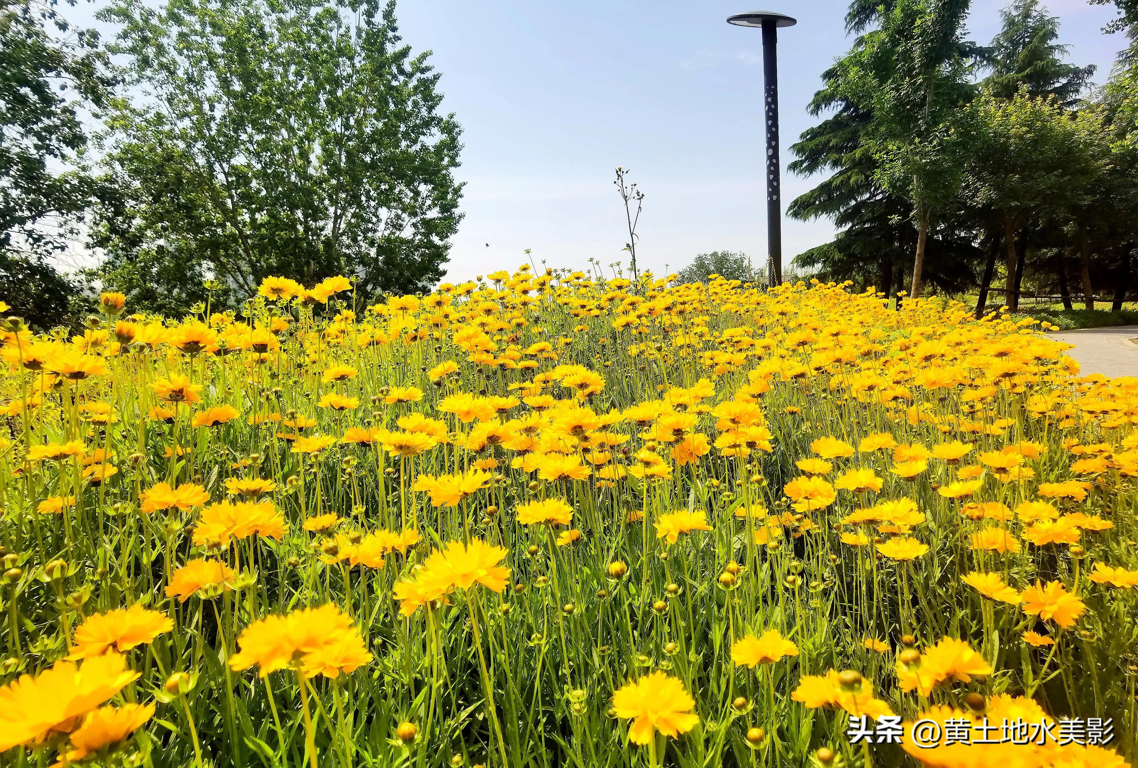 郑州象湖生态公园免费景点推荐,绿湖湿地公园河南