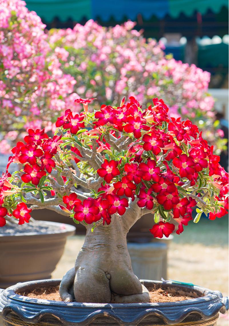 家养3种富贵花福气好运挡不住,七种富贵花图片