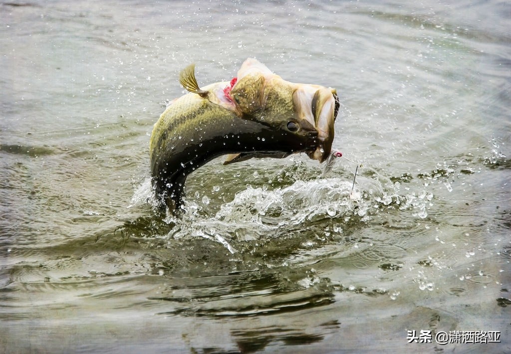 微物路亚用l调性竿子硬度,路亚鳜鱼用什么硬度及调性的竿子