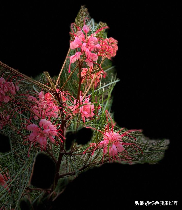 世界花园风景,世界花园