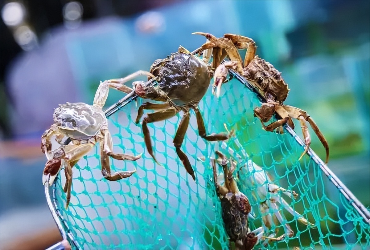 真正的阳澄湖大闸蟹年产量,阳澄湖大闸蟹一万多