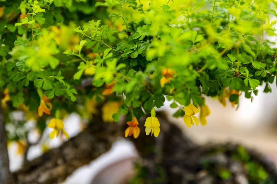 春天来了，“痴花”的您，来彩云之南做个“花吃”吧