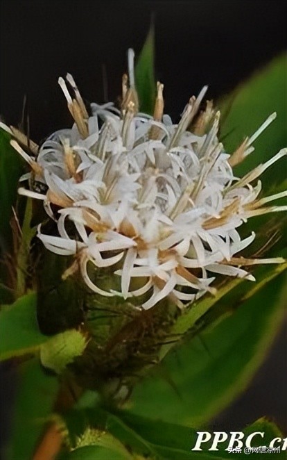 端午节习俗中有和花有关的吗,端午节的由来和相关的民俗活动