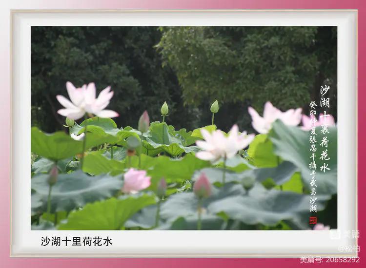 诗图战友情（九十五）荷花别样红