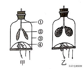 2021年江苏省苏州市初中生物结业考试
