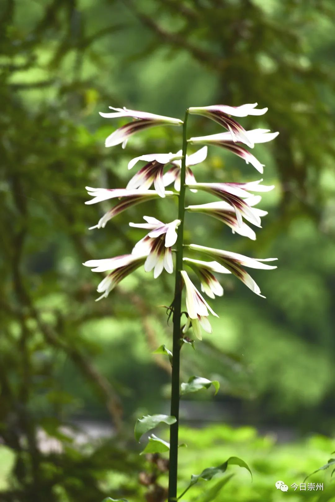 崇州山里的野百合图片,成都大邑野百合花海美景图
