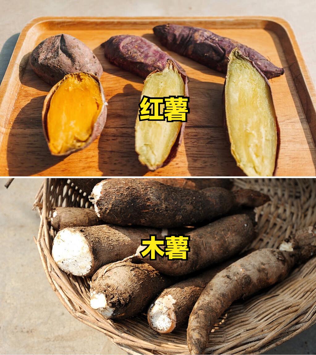 为什么说木薯有毒,所有木薯都是有毒的吗