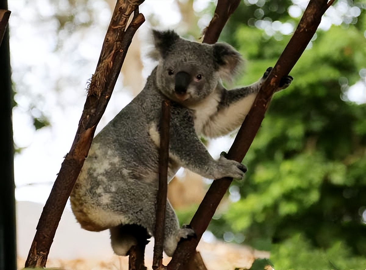 昆士兰洲纯玩自由行攻略,大洋洲除了澳大利亚哪里适合旅游