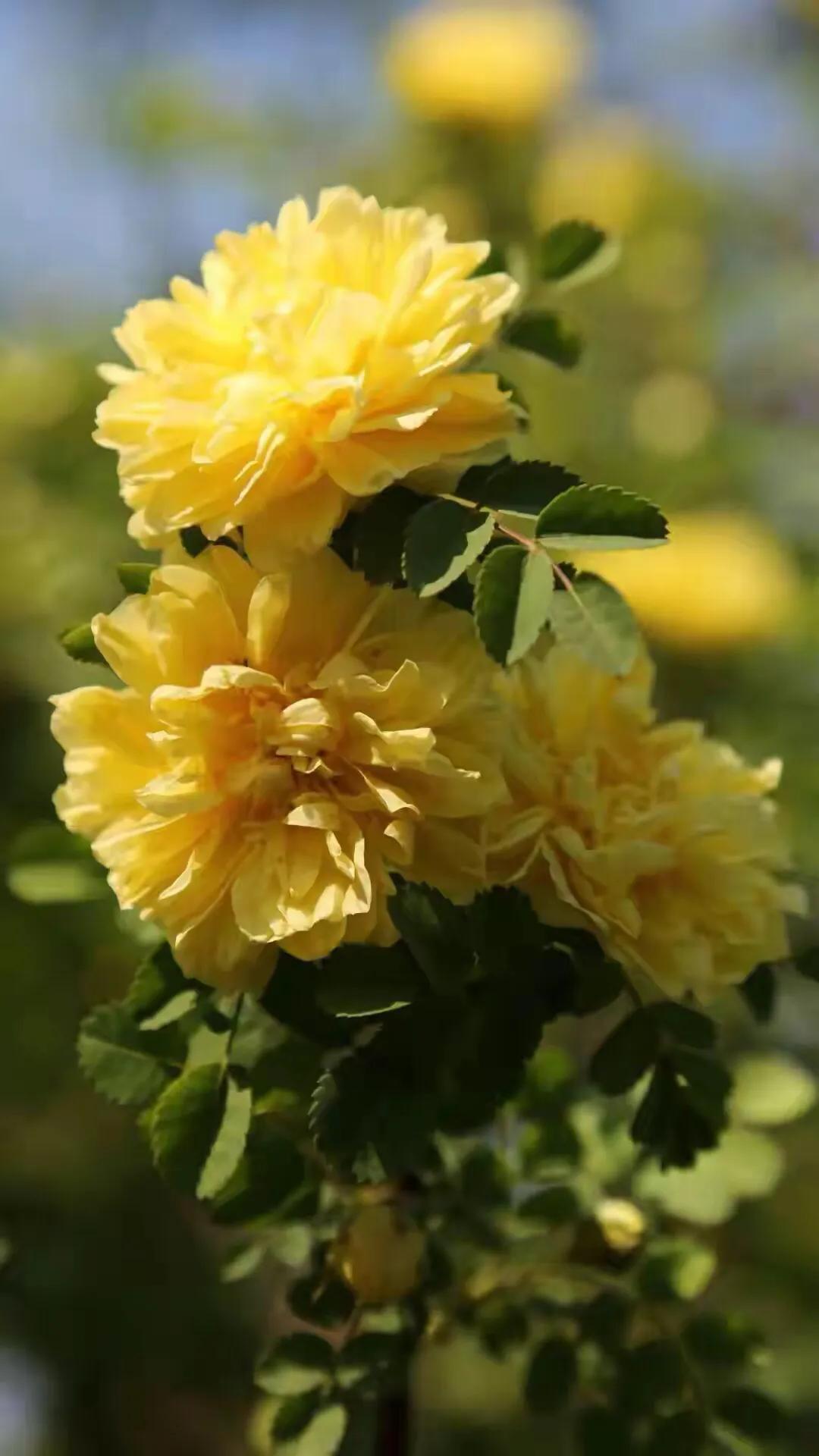 咏蔷薇原创诗句,花开成诗的原创诗词