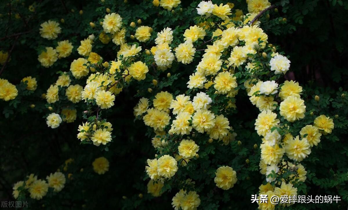 生如夏花灿烂的时候,生如夏花绚烂绽放歌曲视频