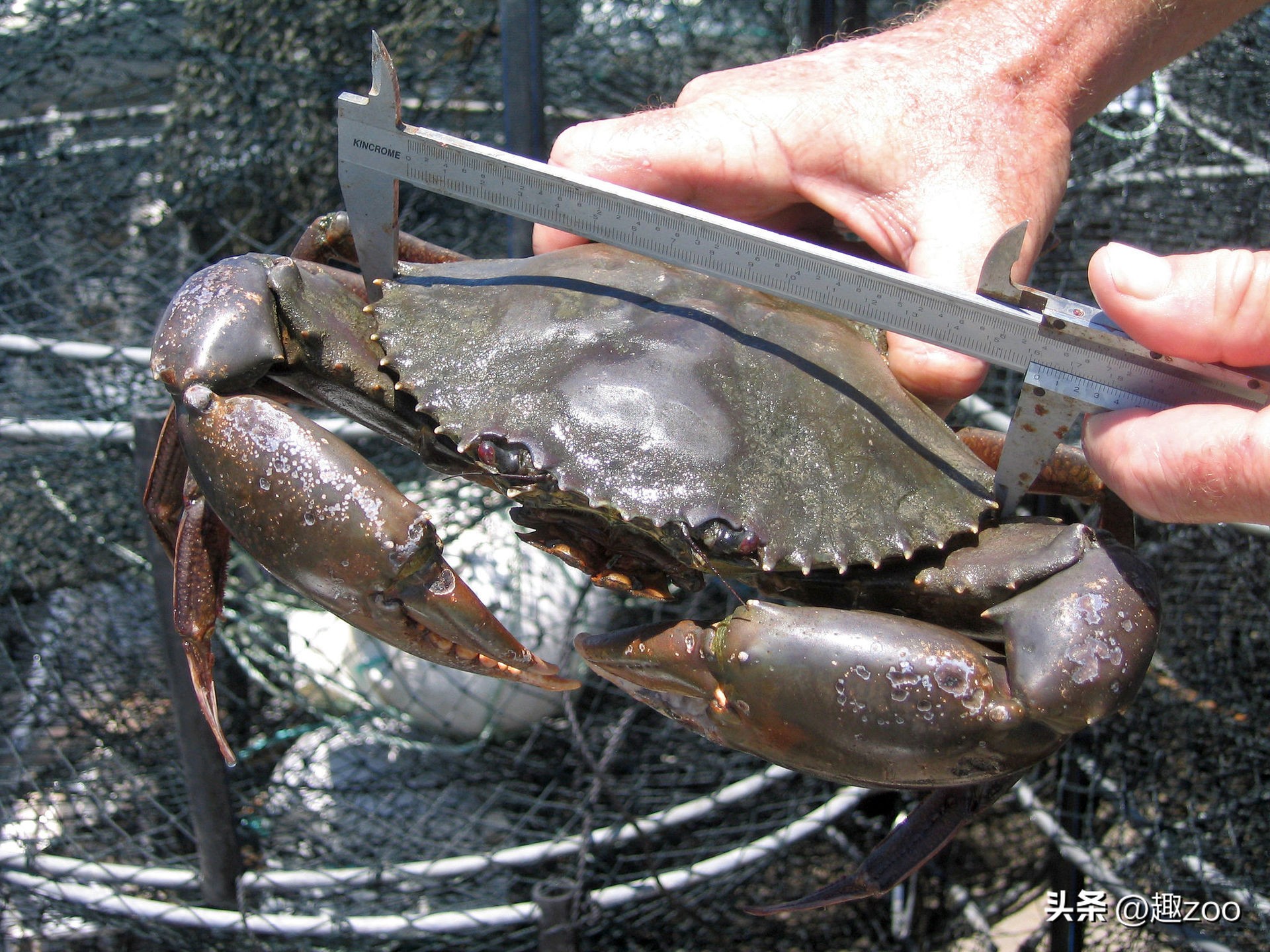 可以吃的螃蟹品种都有哪些,最常见的螃蟹品种大全图解