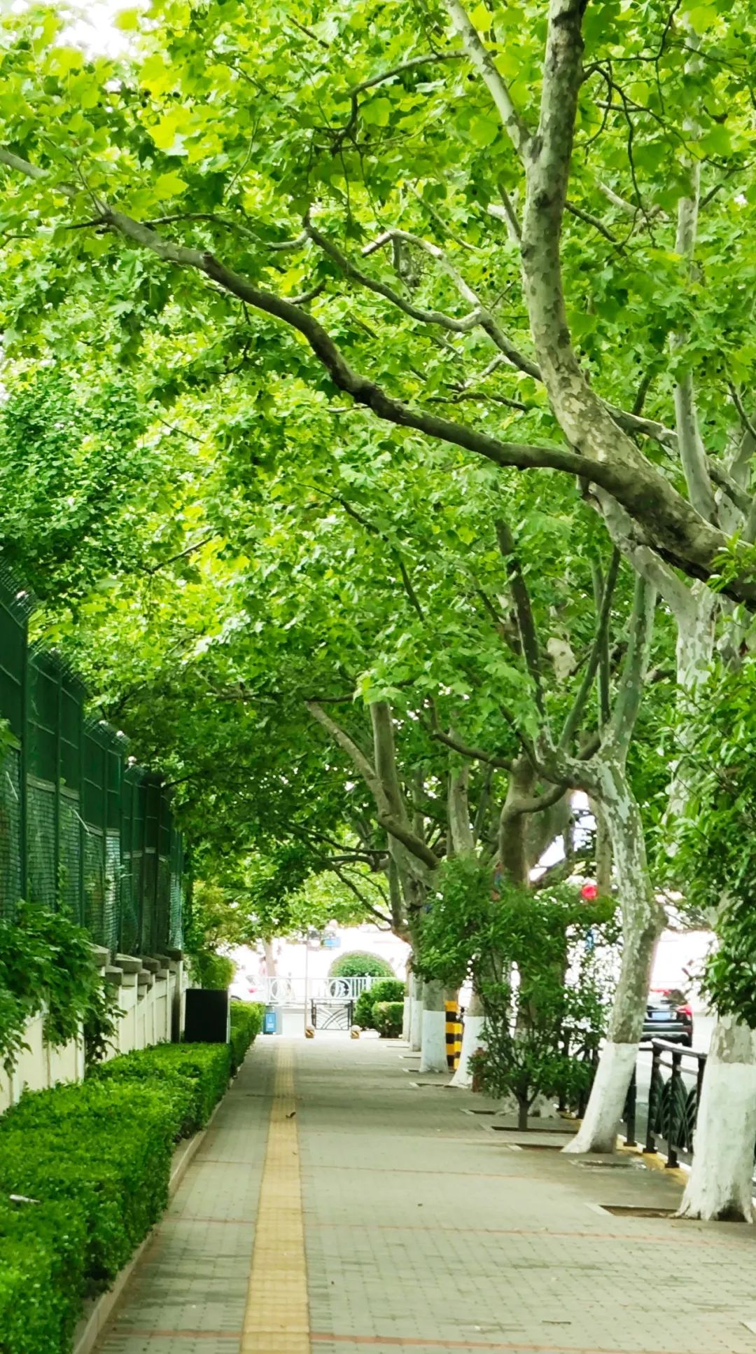 青岛绝美的一条路,青岛都是树的风景路