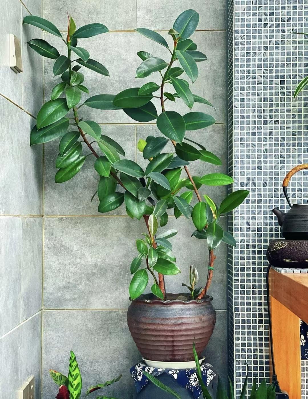 哪些花草对身体有害,哪些花卉会对人体造成不良反应