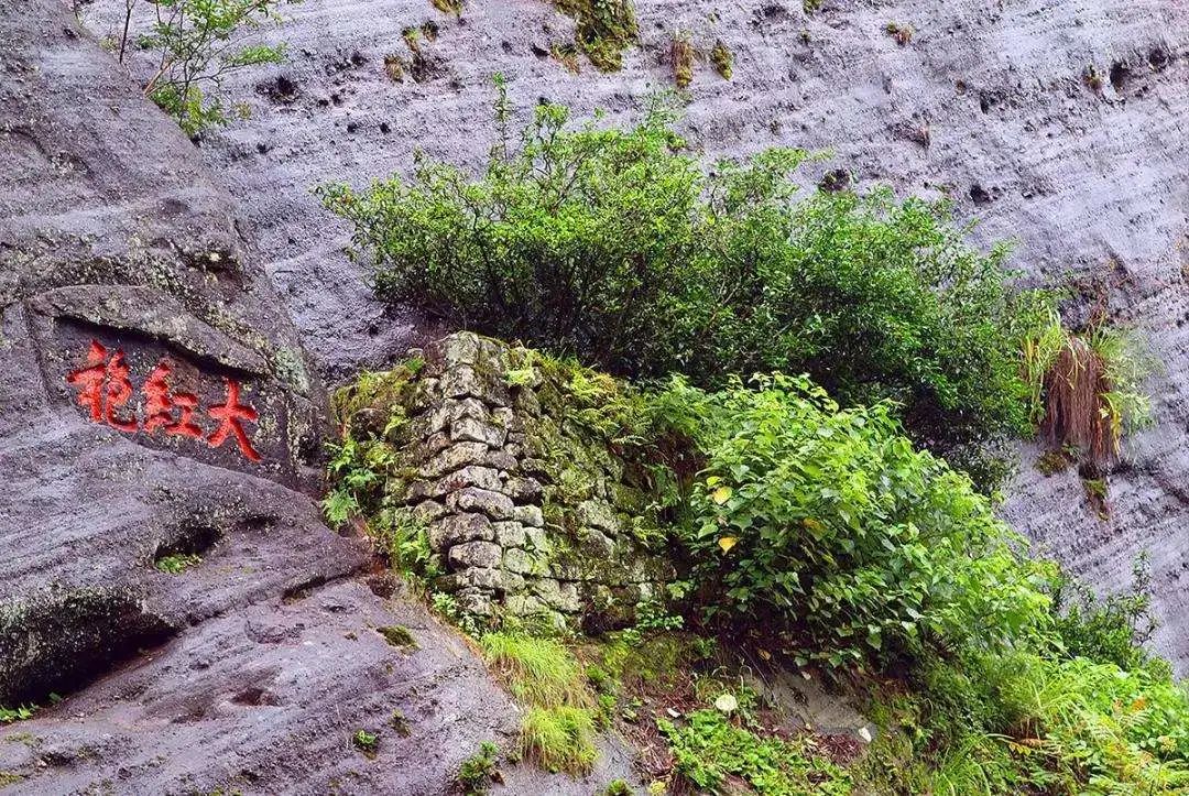 全世界哪一个国家的茶叶最多,世界哪一个国家的茶叶最多