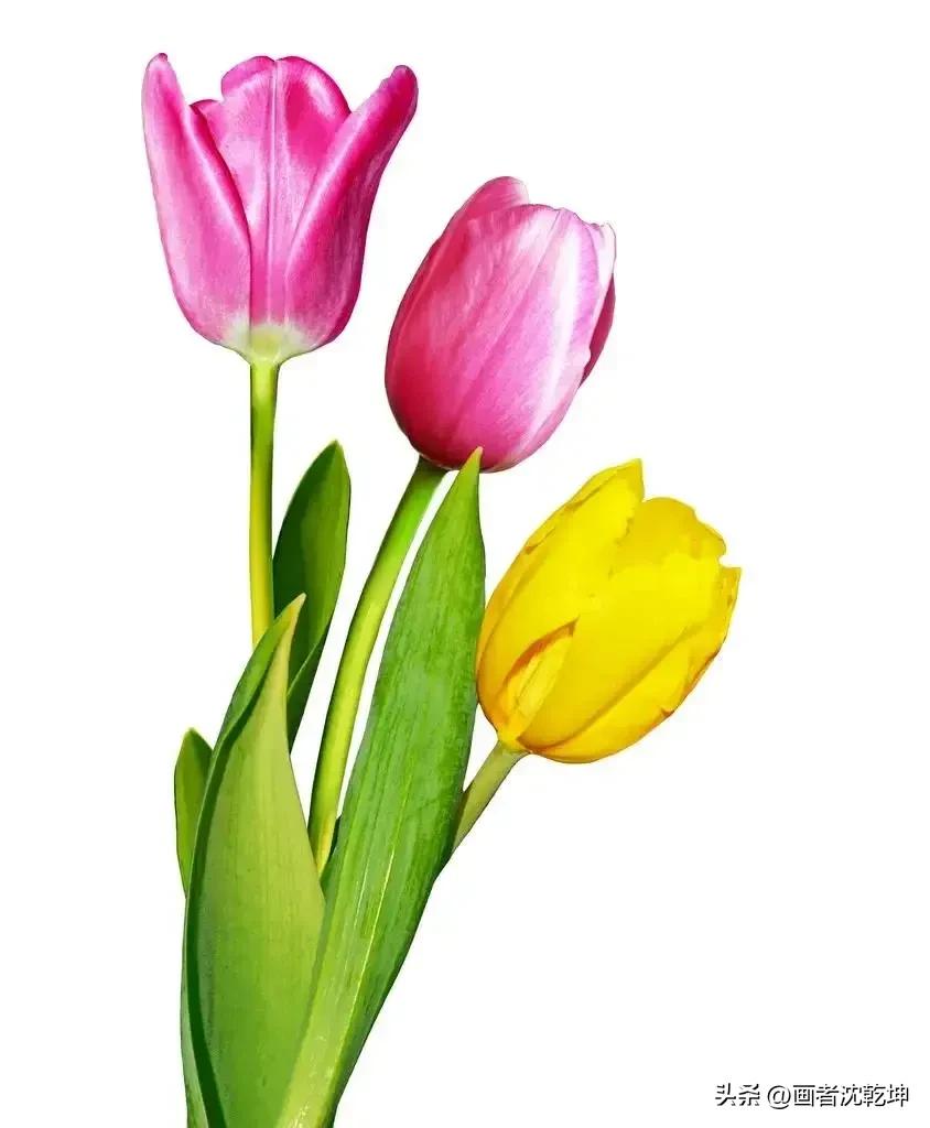 绝美郁金香花图片,绝美郁金香图片大片