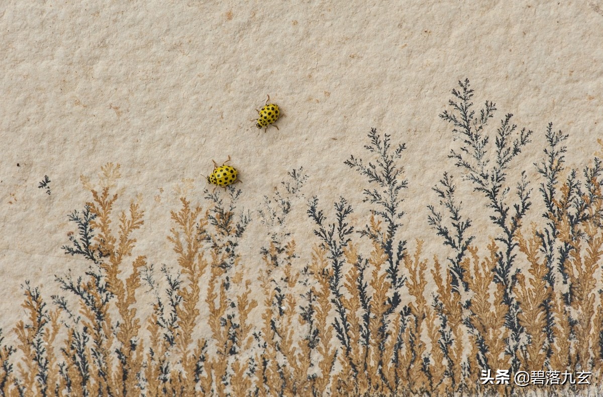两只松鼠的爱：赢得2021年度特写摄影师挑战赛