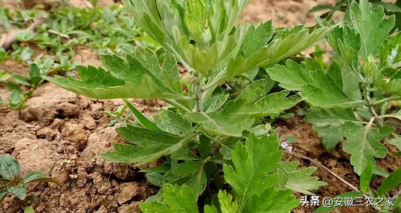 种植100亩艾叶能挣多少钱,种50亩艾草利润多少和利弊