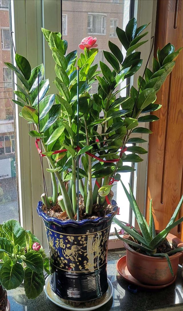 适合室内养的耐阴花和植物,就养这10种耐阴花比绿萝都好养