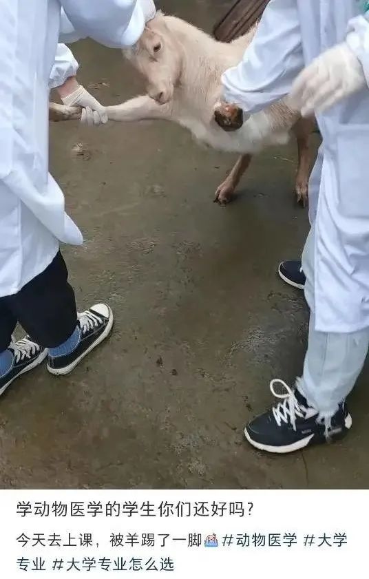 被黑天鹅打了,被黑天鹅打了一顿