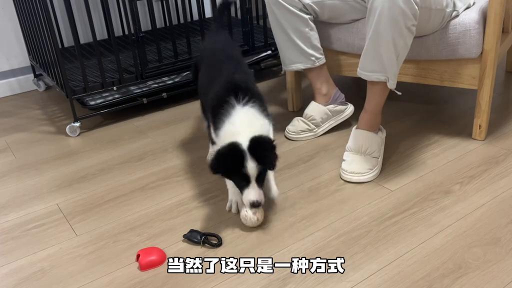 小狗要学会的23个基础动作,小狗多大开始怎么训练