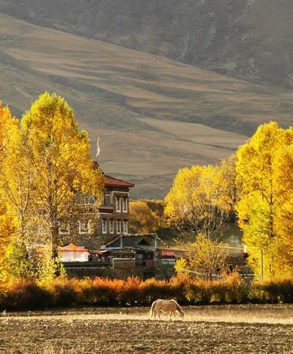 火出了圈,甘孜文旅局长化身侠客火出圈