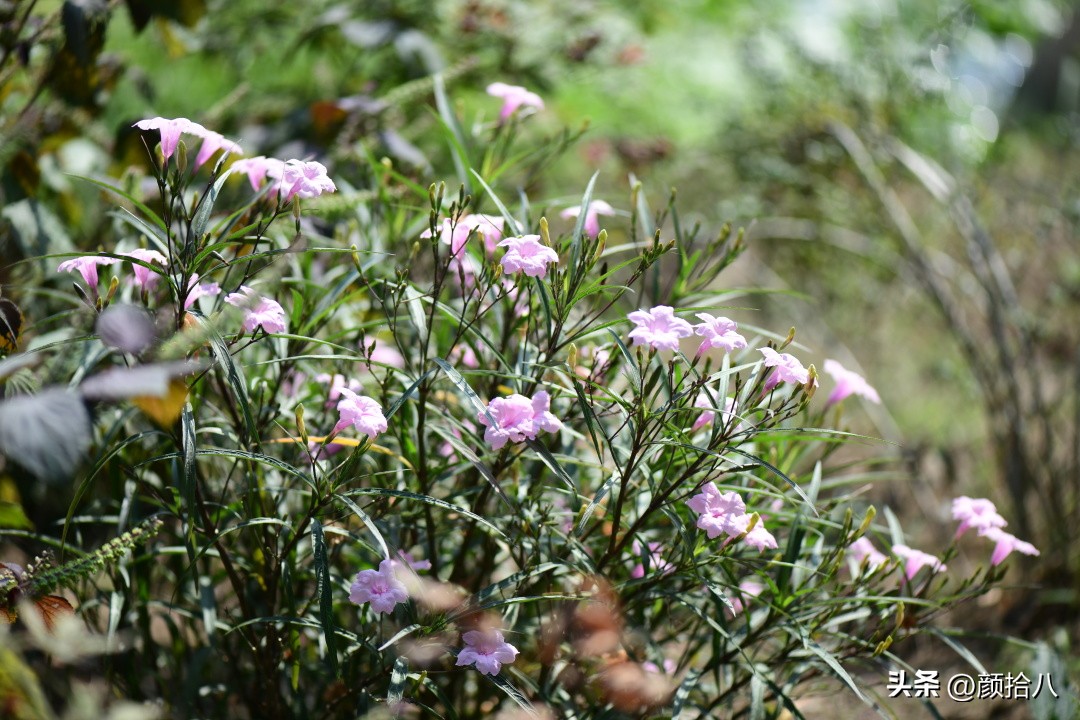 流放到菜地的花儿们，尽情绽放吧，不管在哪里｜园丁