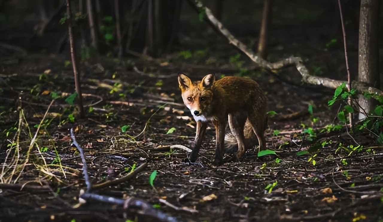每条狗都有狂犬病,所有狗狗天生有狂犬病吗