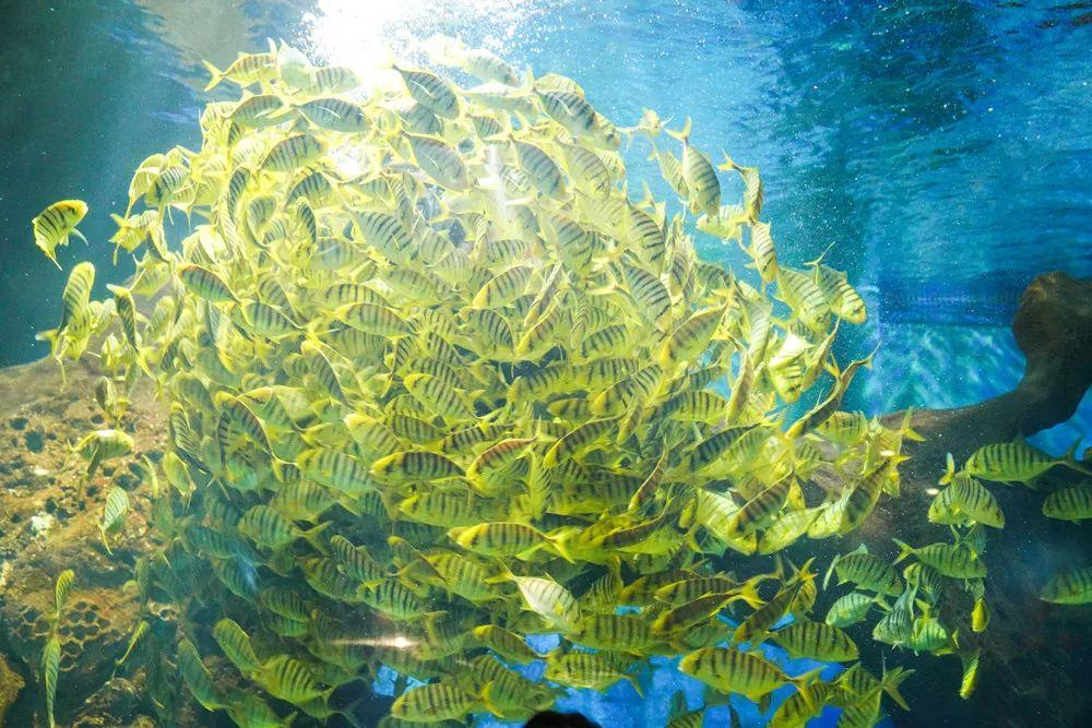 西安炎炎夏日游玩攻略,西安避暑纳凉好去处都市快报