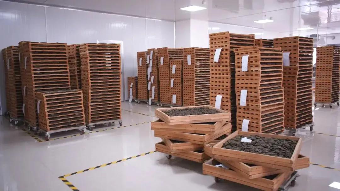 云南最好的10大茶,云南最好的十种茶