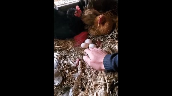 为什么感觉母鸡不用受精，却能天天下蛋？人类利用了鸡身上的bug