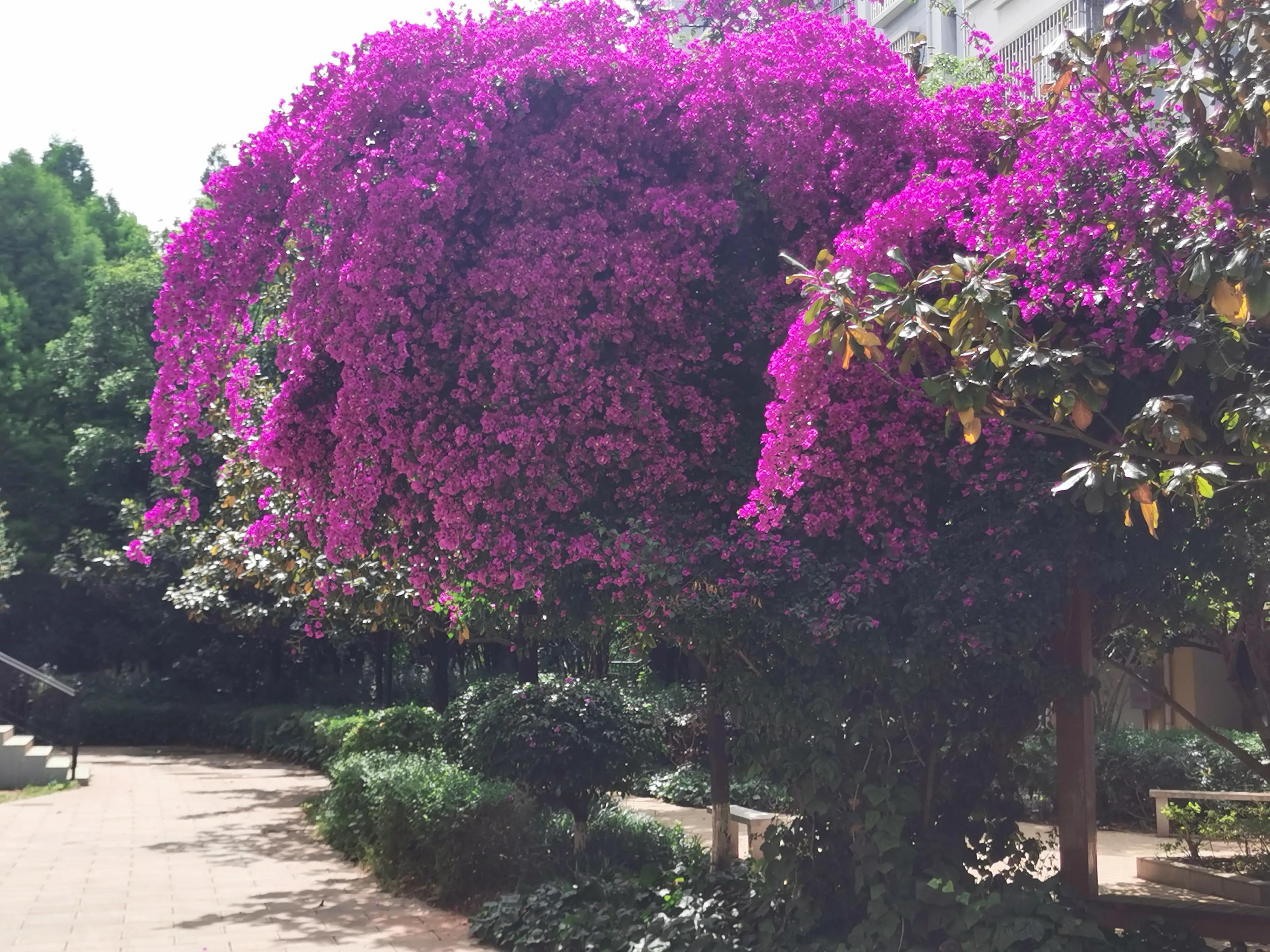 昆明一年四季有什么美景,昆明值得去的美景