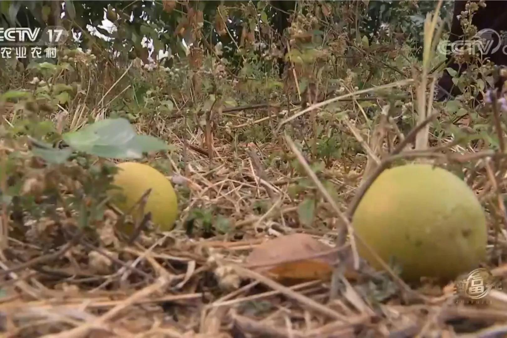 愚公移苍山荒山化作聚宝盆,200亩荒山变成聚宝盆