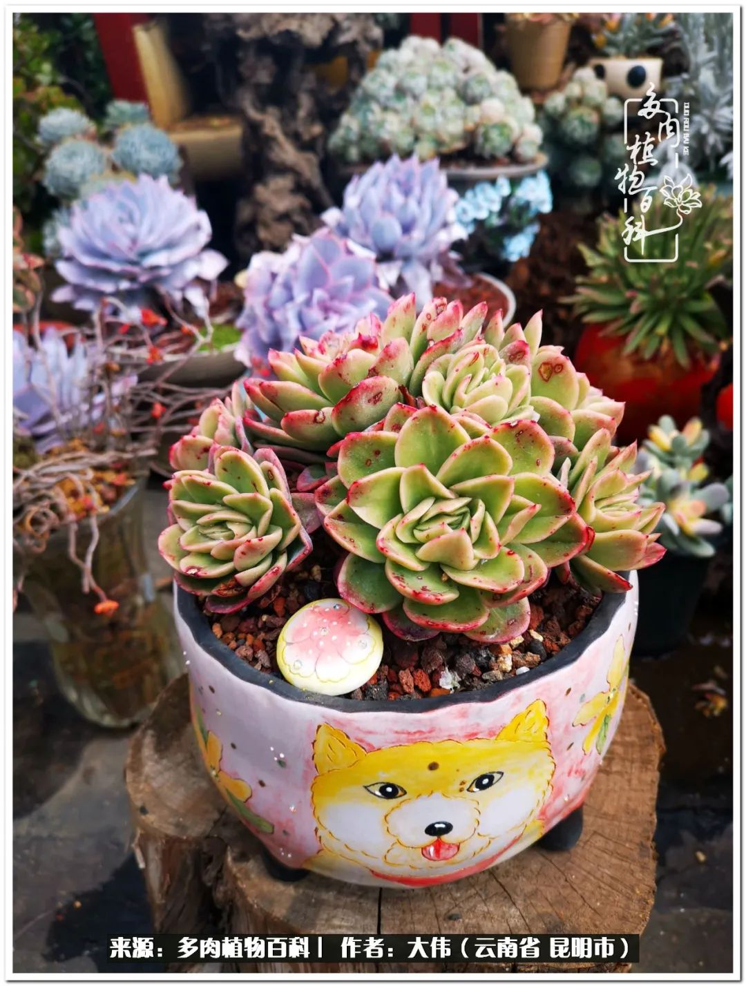多肉的美在于姹紫嫣红,多肉年年开花