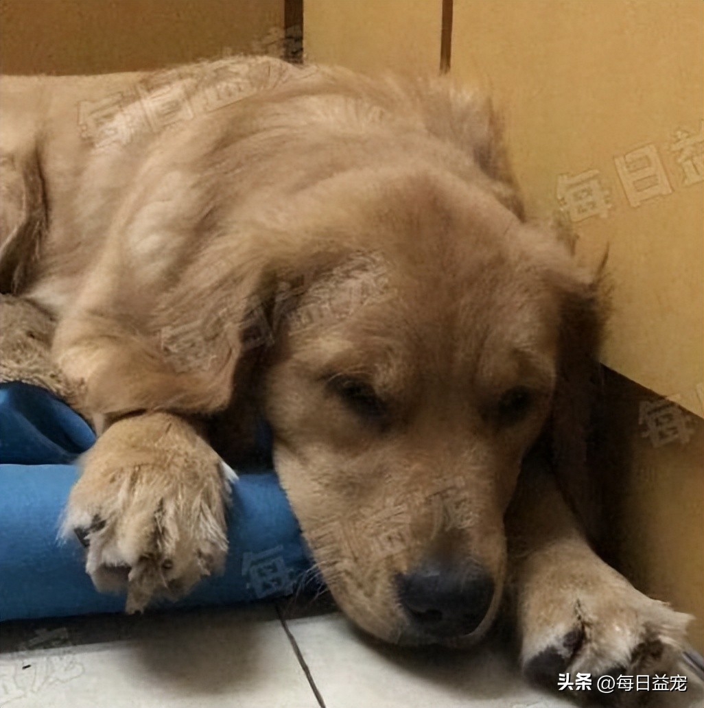 金毛调皮咬破酸奶，主人心软整盒赏给它，结果家里就变成这样了