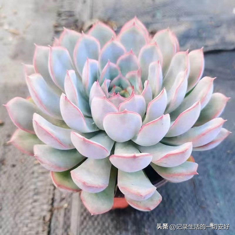 十二星座相对应的多肉,12星座守护多肉