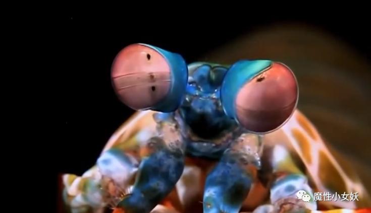 非常好吃的皮皮虾你们吃过吗,超大的皮皮虾带给大家认识一下