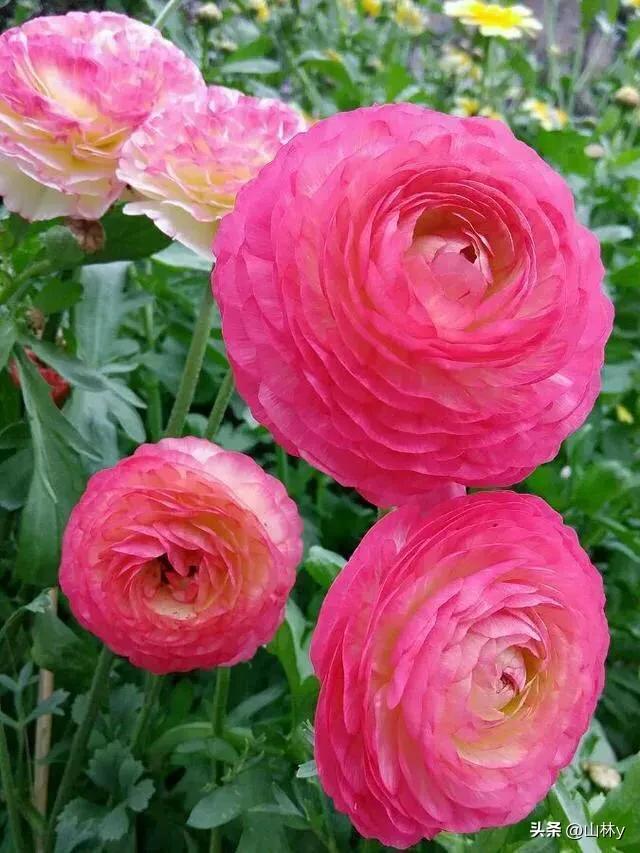 五颜六色的花朵养眼舒心,灵动秀美的花朵图片