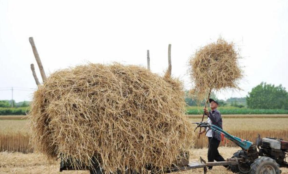 农村创业致富好产业,农村做什么产业才能赚钱