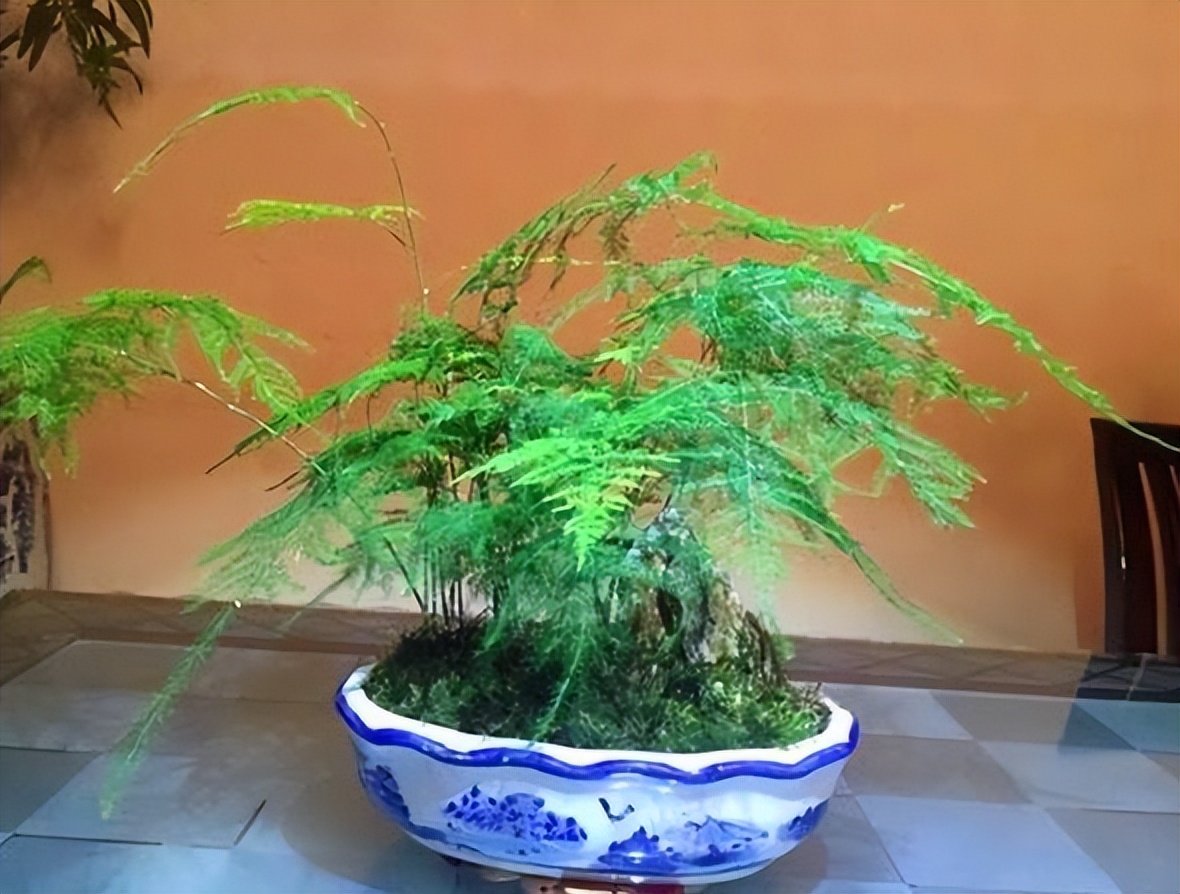 给绿萝、文竹、吊兰倒下3种“酸水”，叶片绿油油，养多少都爆