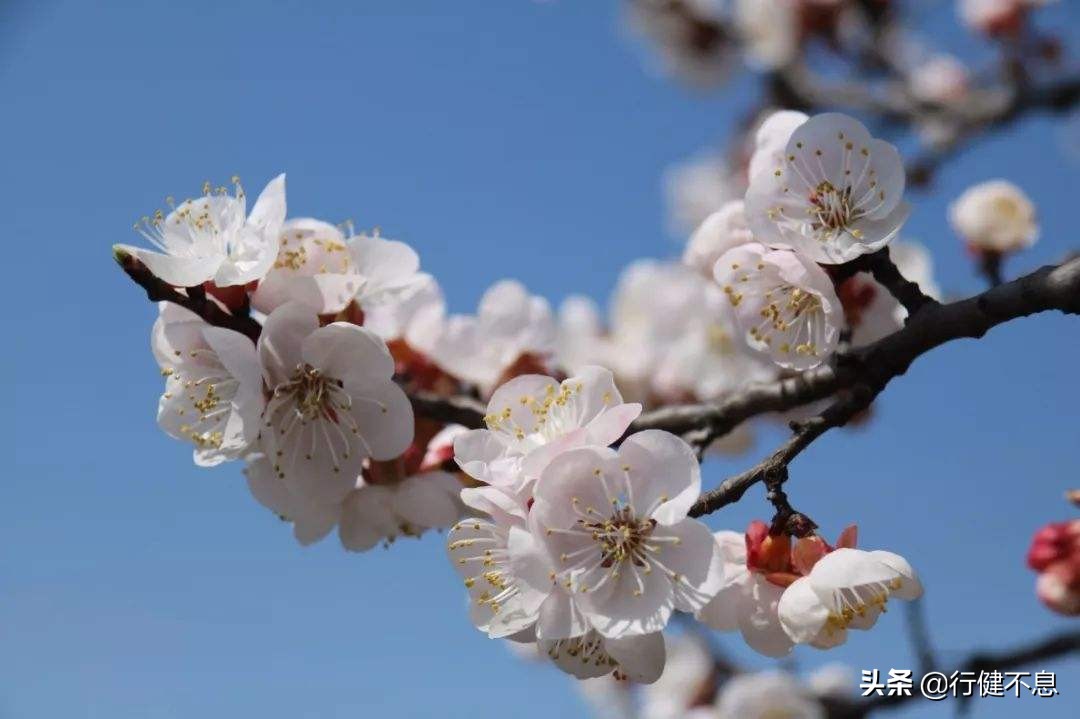 一枝红杏出墙来诗词图片,8首歌咏杏花唯美古诗词