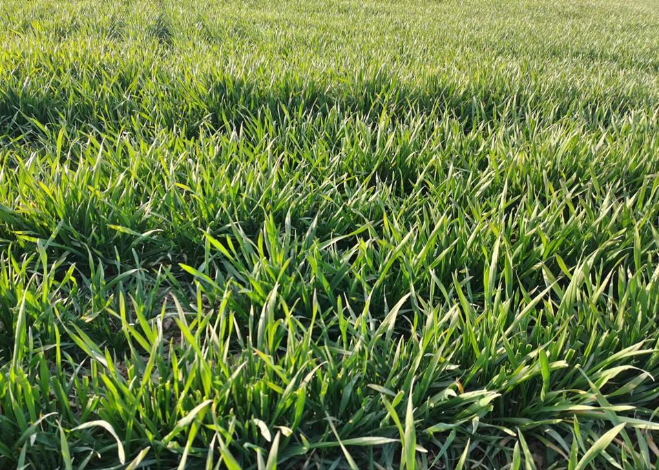 小麦追肥最佳时期什么时候,小麦追肥的正确方法