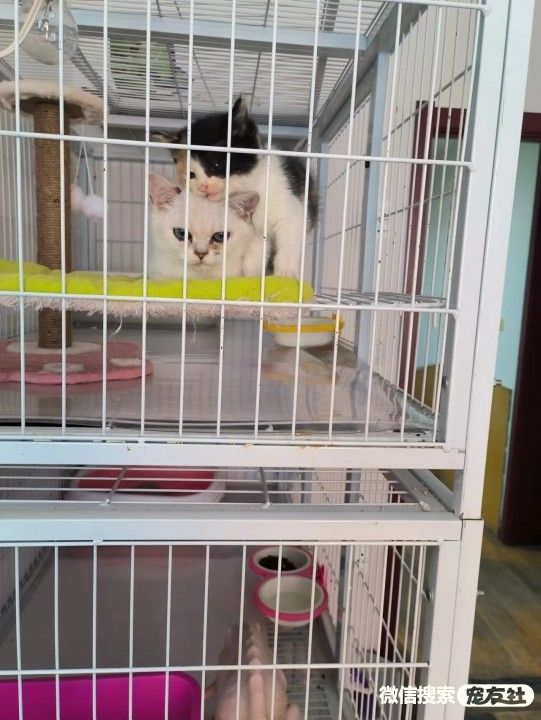 宠物领养、全国宠物*养送**、押金无偿免费领养 20220720