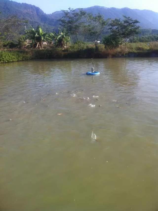 最好吃的淡水鱼排行榜,最好吃的淡水鱼品种大全