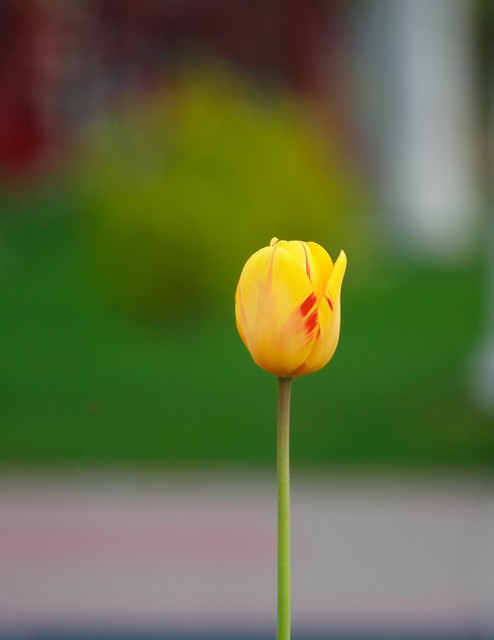 第1集洞房花烛夜新娘哭了,第12章无心插柳