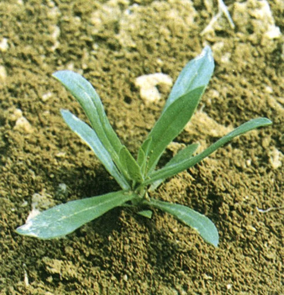 容易混淆的蔬菜,容易被混淆的蔬菜有哪些