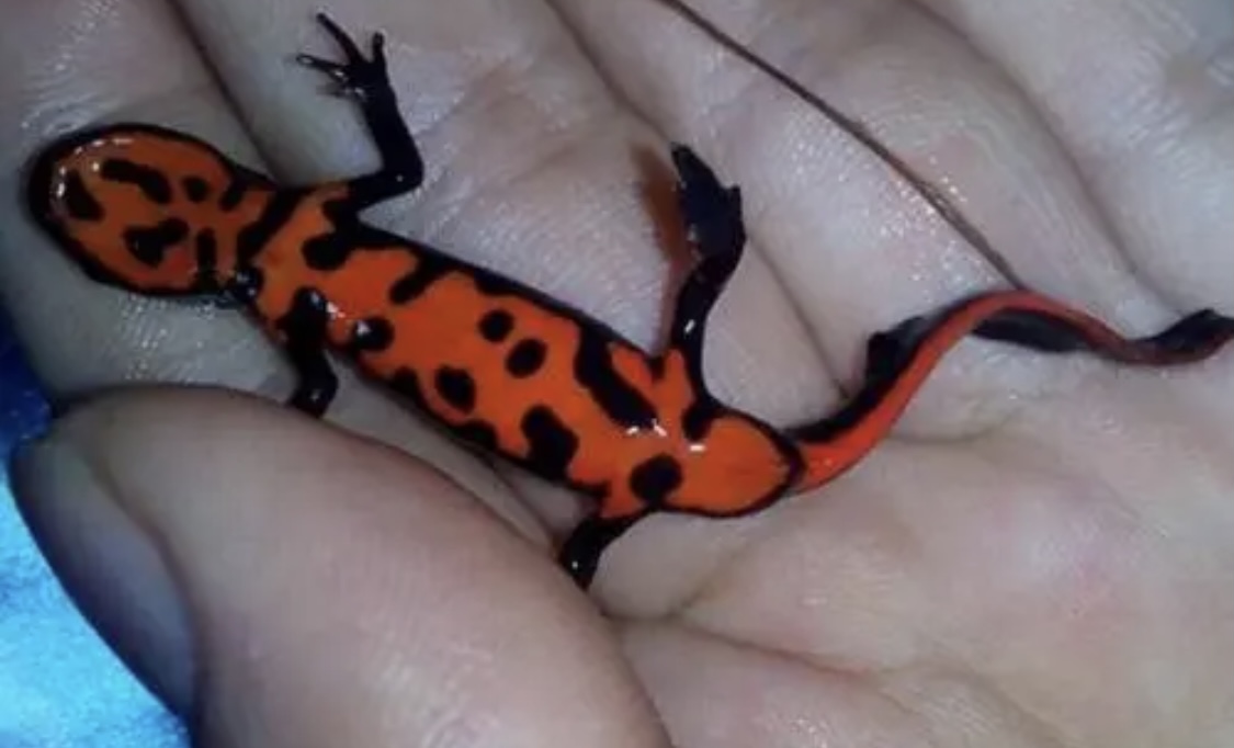 山林小精灵,中华火龙蝾螈是国家保护动物吗